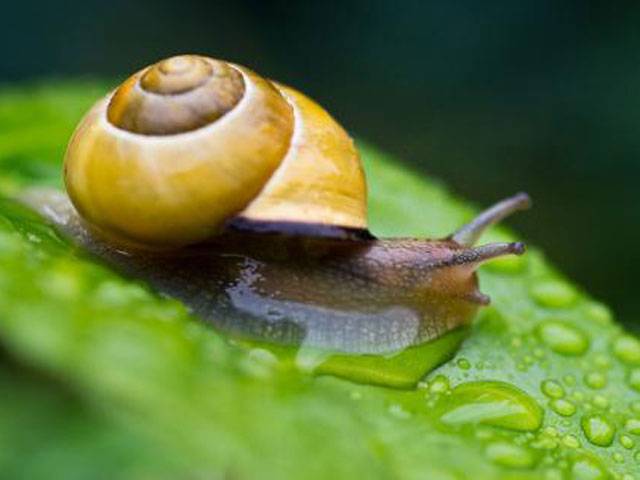 Snail venom cuts pain in early lab trial