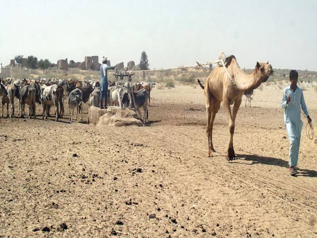 Cholistan drought feared to result in famine 