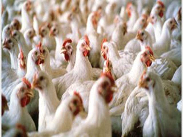 Poultry prices to come down gradually: PPA chairman 