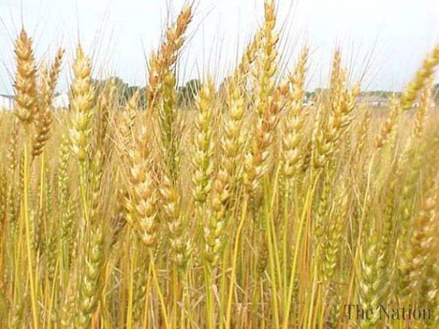 Rains likely to boost Rabi crops production