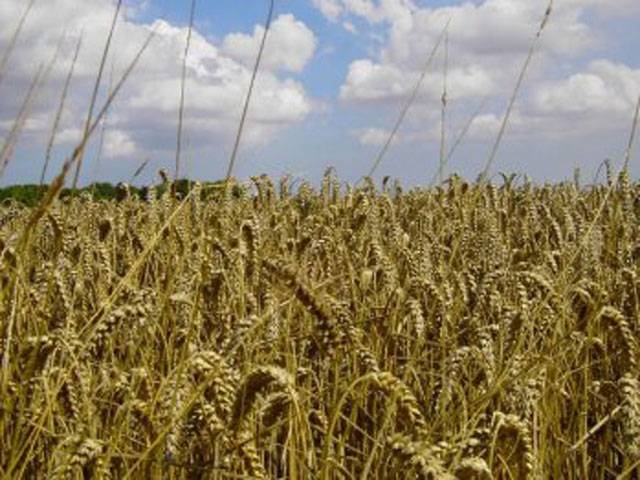 Wheat crop to surpass target 
