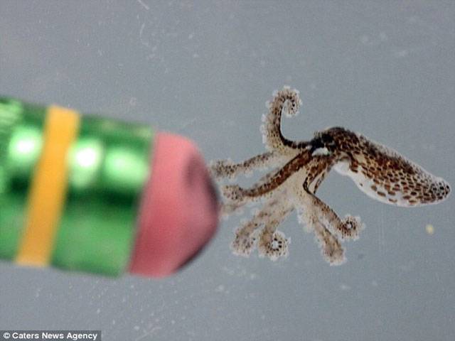 First images of newborn octopus