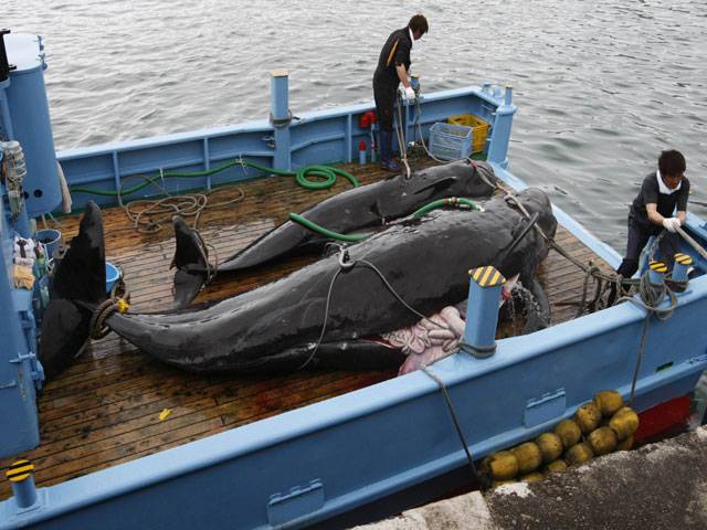 Top UN court orders Japan to end Antarctic whale hunt 