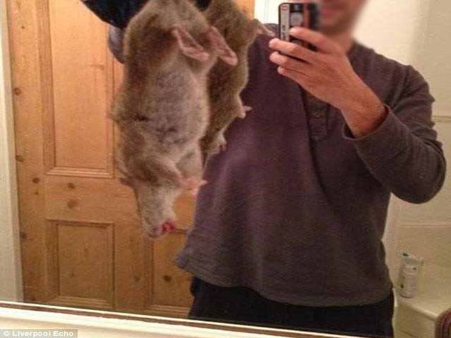 Cat-size rats invade UK