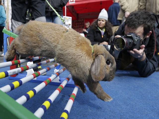 Rabbit jumping