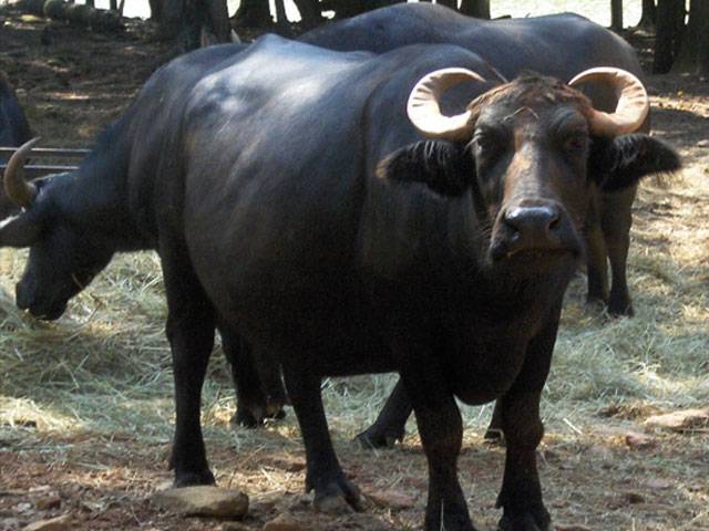 Buffalo meat plan to boost Halal industry