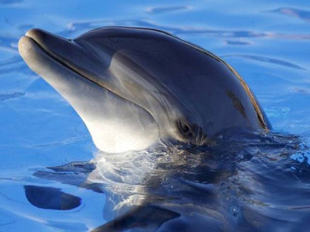 Taiwan sets up asylum for rare humpback dolphin