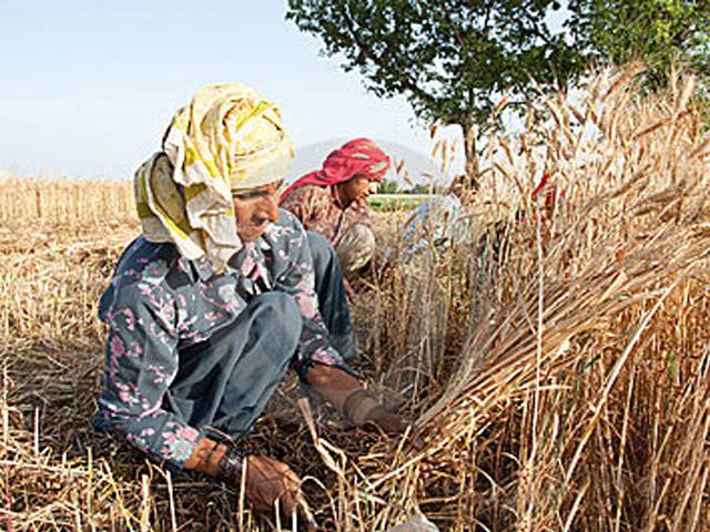 Women growers enhance per-acre wheat yield 