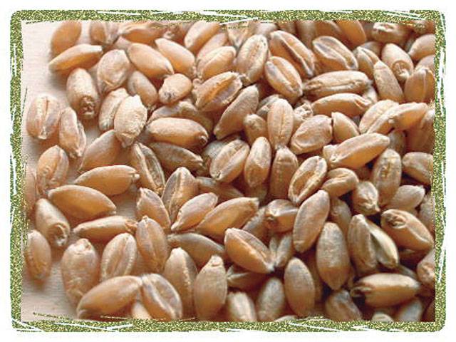 Govt announces subsidised rate of wheat at Rs11/kg in GB