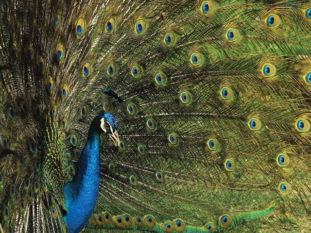 32 peacocks die of Newcastle in Tharparkar