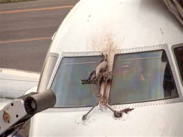 Plane escapes disaster after bird hit
