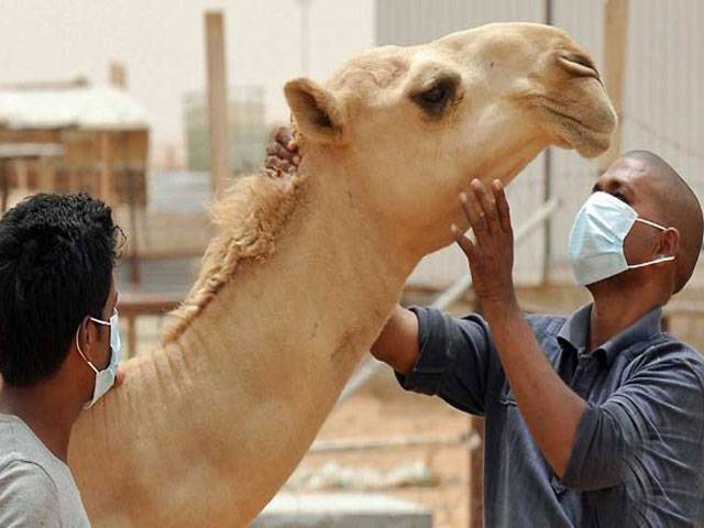 UN warns states to bolster fight against MERS virus