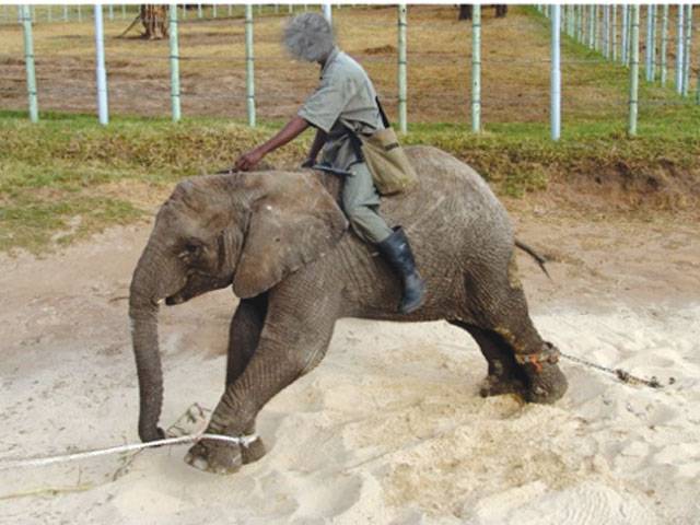 S Africa elephant park accused of ‘horrific’ cruelty