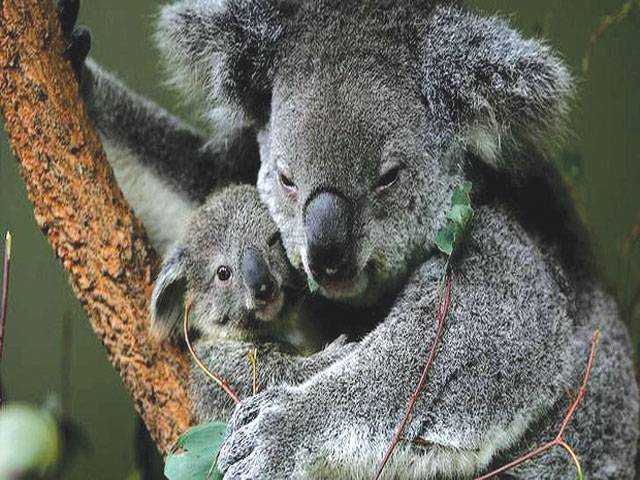 Koala shows it’s cool to be a tree hugger
