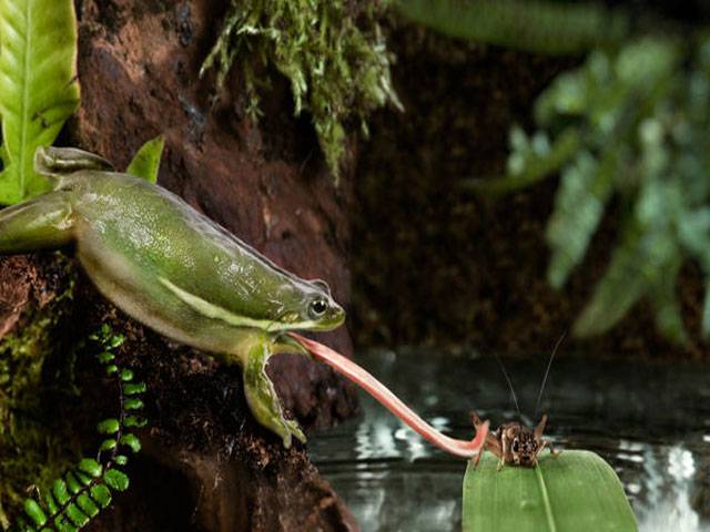 Frog’s tongue lifts 3 times own body weight