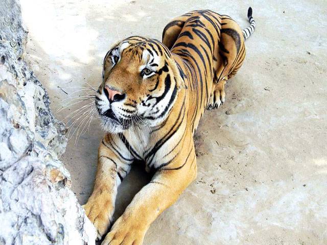 Bengal tiger dies at Karachi zoo