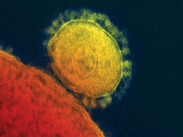 MERS virus found in air of camel barn 