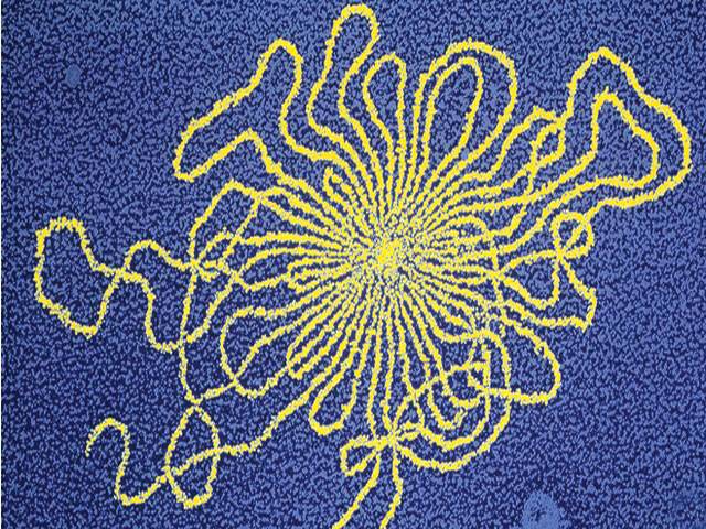 Newly-found gut virus abundant in humans