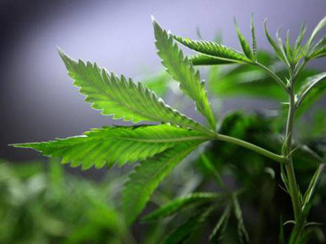 New York Times calls for marijuana legalisation