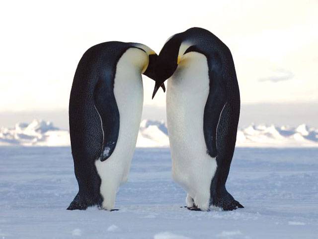 Scientists decode language of penguins