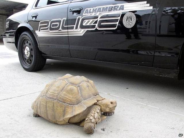 US police detain giant tortoise after brief chase