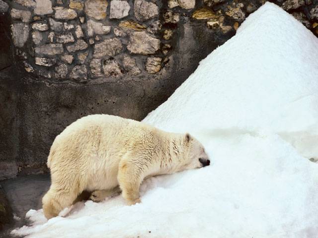 Bear grumbles as food sanctions hit zoo 