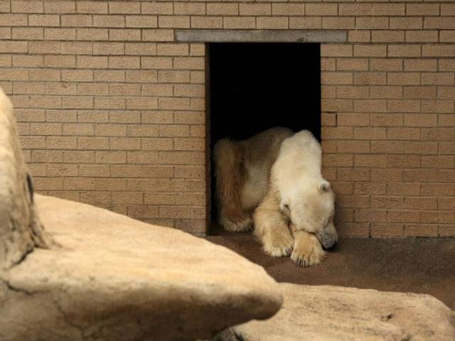 Africa’s last polar bear dies at S African zoo
