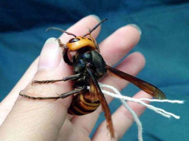 Man ‘tamed’ lethal giant hornet