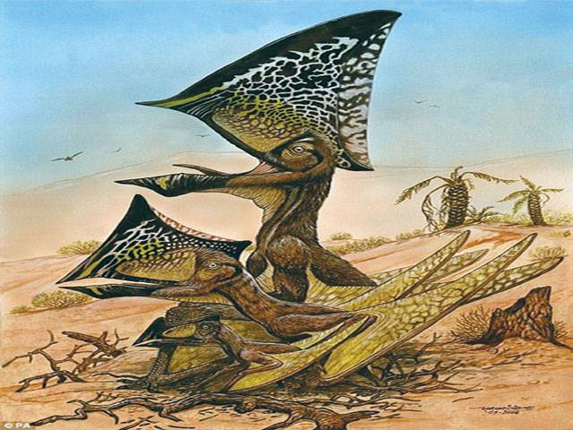 New species of flying pterosaur discovered