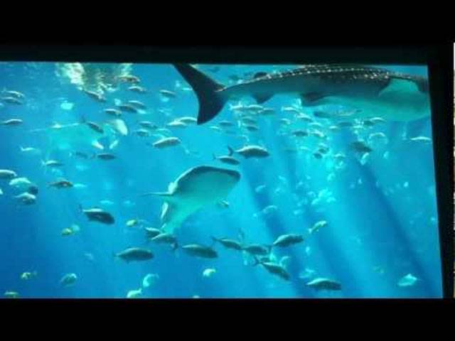 China fishes for growth with world’s largest aquarium