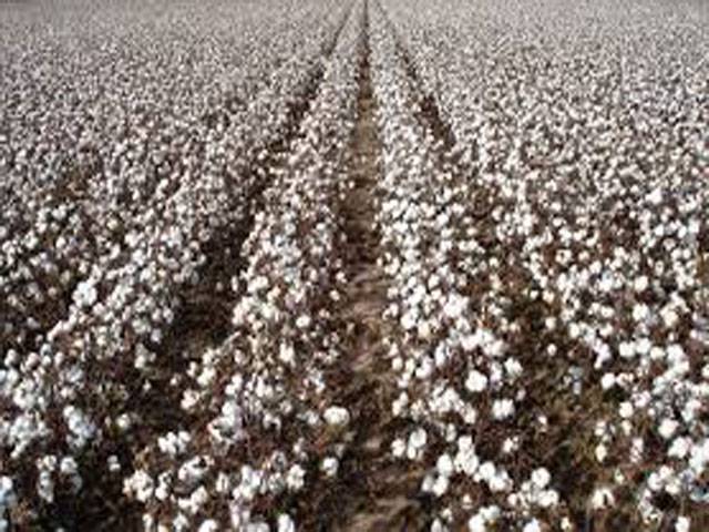 Cotton farmers asked to be vigilant against bugs
