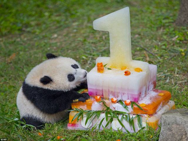 Washington wishes as panda cub turns one