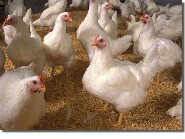 Chicken price drops as demand dips by 30 pc