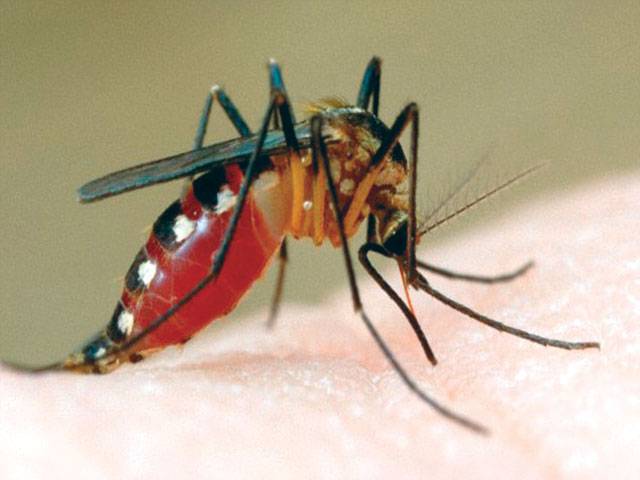 Japan confirms first dengue fever infections in 70 years