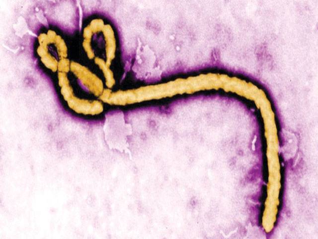 Ebola virus mutating rapidly