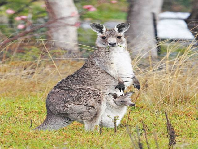 ‘Kangaroos abound but fears for smaller cousins’