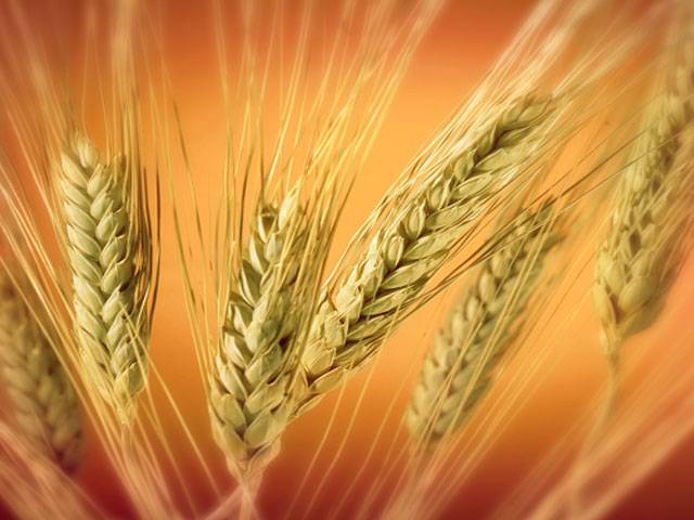 US-funded project devises plan to boost Pak wheat production