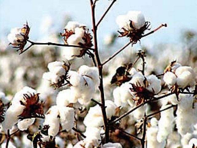 Cotton: Profitability through good management practices