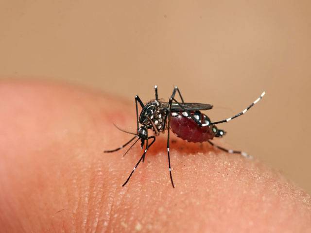 Abrar for preventive steps against dengue