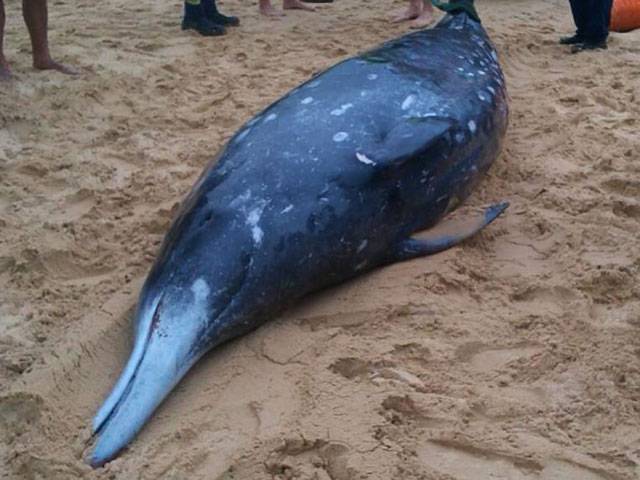 Rare beaked whale washes up in Australia