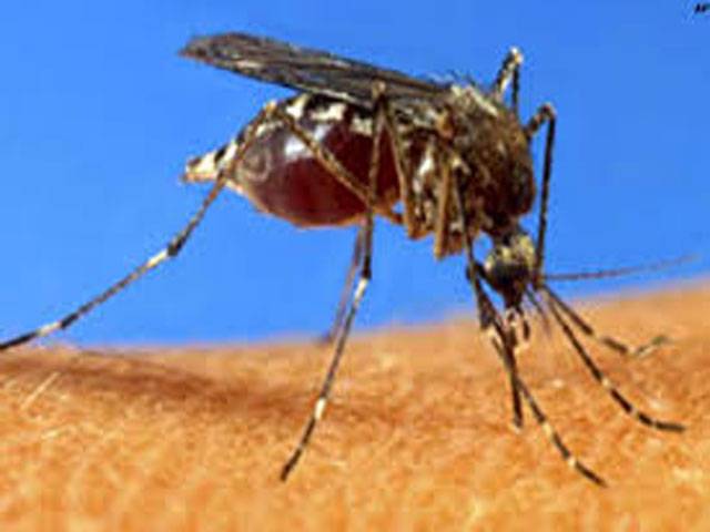 26 more hit by dengue