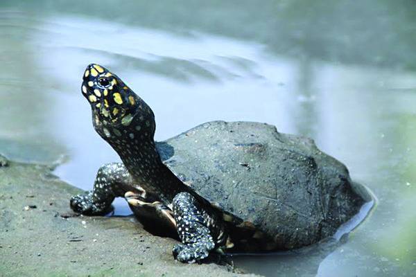 Turtles need a Ninja