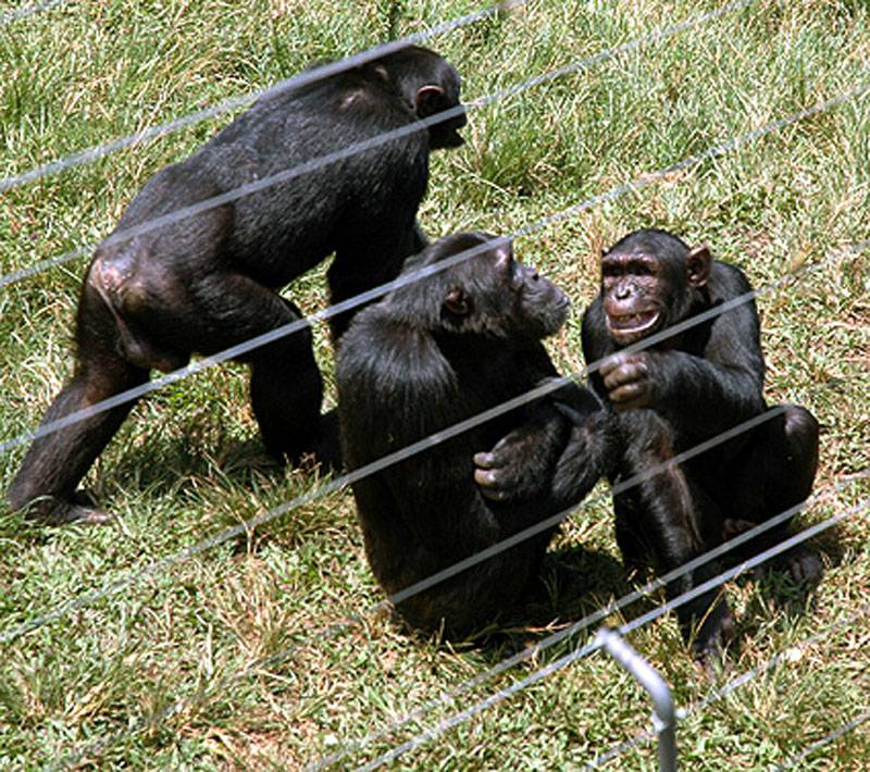 Chimps not entitled to rights of people