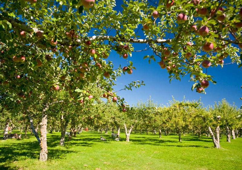 Orchard owners told to be aware of frosty weather