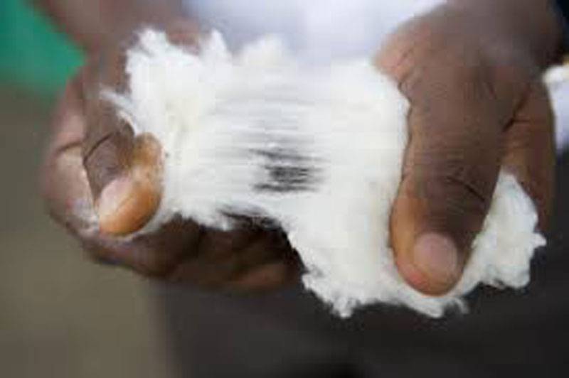 Wage hike for cotton pickers demanded
