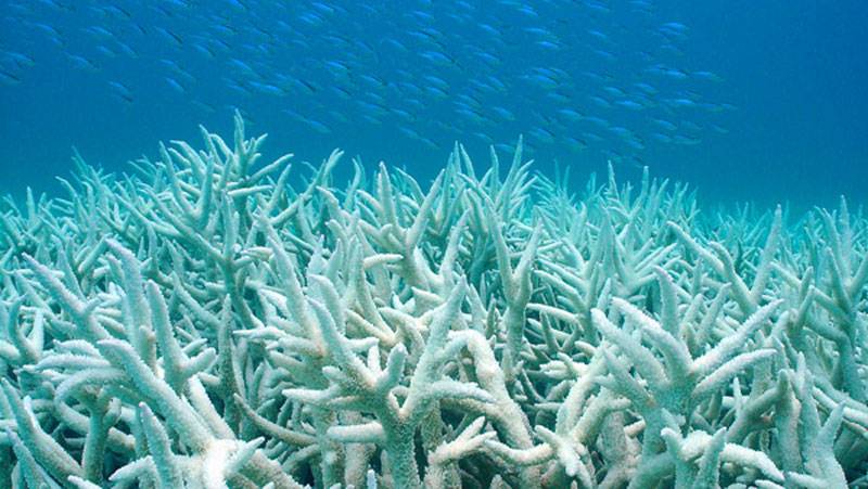 Global warming blamed for Pacific coral bleaching