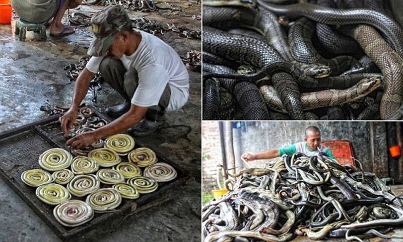 Hundreds of snakes killed to make luxury goods