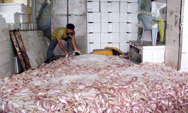 Fish exports up by 23pc in November