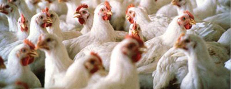 Poultry prices witness sharp increase