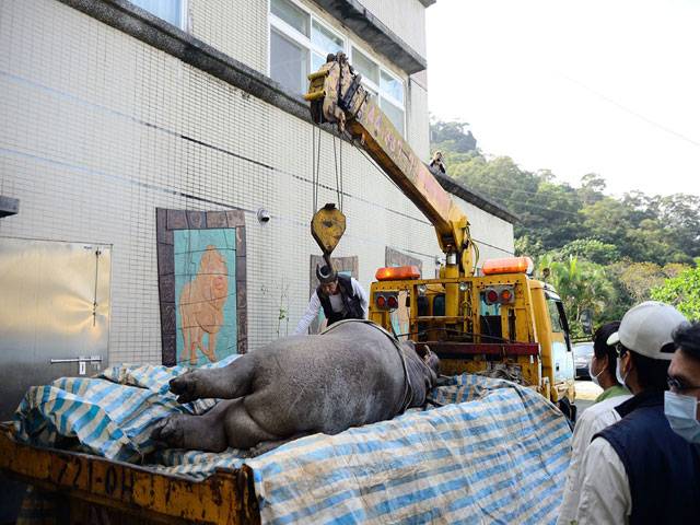 Hippo dies in Taiwan, owner faces jail term